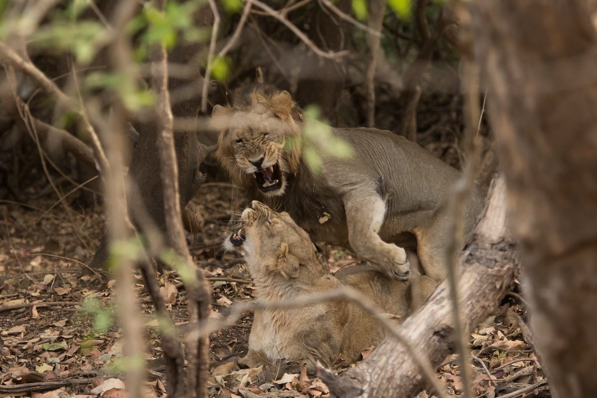 udaykiran28's tweet photo. #asiaticlion is the only cat with mane and are the only cat to live in a group called pride, although they are a bit less social. They join in only to eat and mate. #mammals #bigcats #girnationalpark #decidious https://t.co/aK1fFR5o7Q