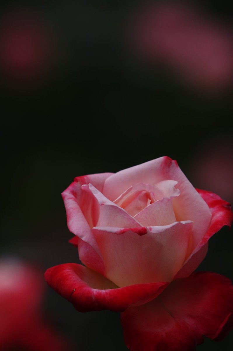fat_murano's tweet photo. #PENTAX #KP / smc PENTAX FA*300mmF4.5ED[IF]
#バラ #rose #photography #こんばんは #goodevening #roseinthedark #縦写真 https://t.co/HrfFAcLYQl