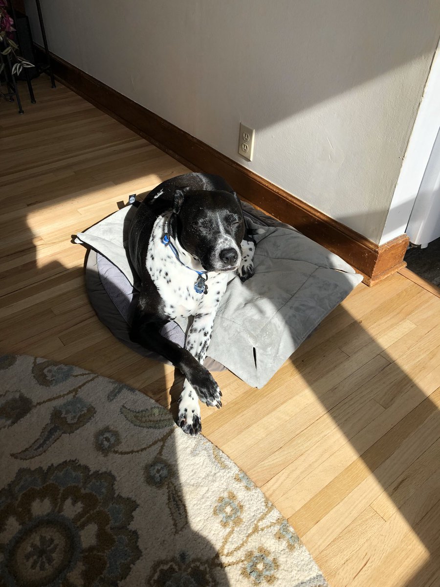 DriftingEarth's tweet photo. @dog_feelings Paws crossed and all. ❤️

@mavrikthefox https://t.co/LAAdGnW4r8