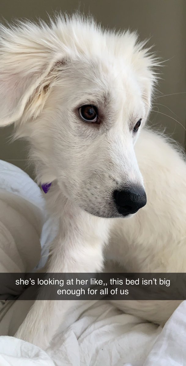 montgomery2963's tweet photo. even my dog has an attitude problem, can’t wait for Emmericks https://t.co/lcpr8dF3gc