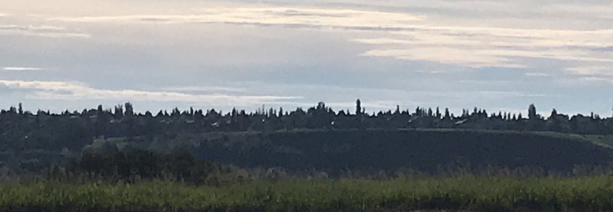 PrincipalKohan's tweet photo. Greeted natoo'si from the deck watching the sky turn from dark to light diffused by the leaves on the trees. Thank you Elder saa'kokoto for sharing your stories. The view from this mornings walk was spectacular. #GreetNatoosi #CBEIndigenousEd #WeAreCBE https://t.co/txciqpAlC8