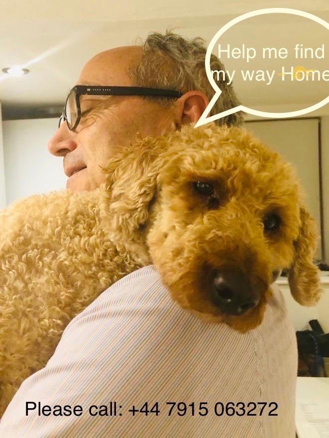 Bertie will be 5 years old on Thursday 25th June 
It would be so wonderful to have him home for then
We would spoil him more than any dog has ever been spoiled before
Trying to think positively 💔💔 #FindBertie