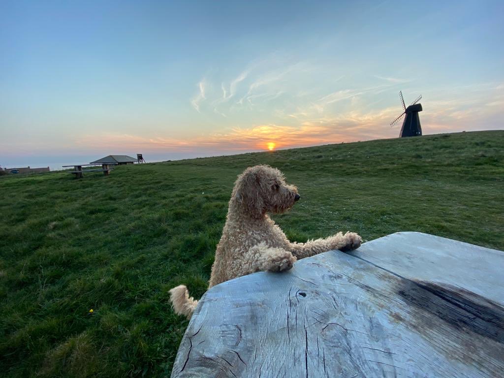 bertie_is's tweet photo. Bertie will be 5 years old on Thursday 25th June
It would be so wonderful to have him home for then
We would spoil him more than any dog has ever been spoiled before
Trying to think positively ๐๐ #FindBertie https://t.co/NHA5xhBCQ1