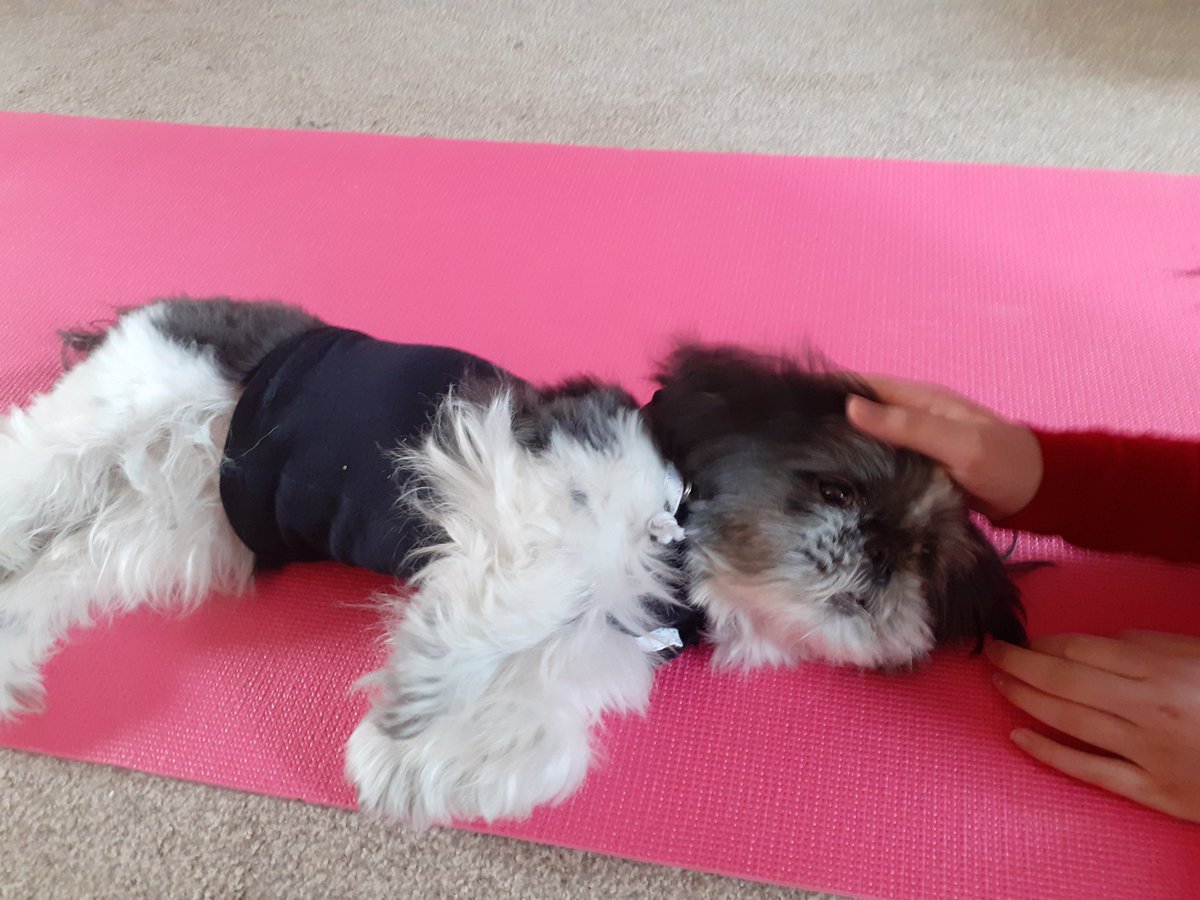 Hakkamama888's tweet image. #vpshel @VictoriaPrimSch  my plank challenge with #Daisy @ManchipMr 🐶🐶🐶🐶🐶🐶🐶🐶❤❤🎈❤🎈❤🎈🎈