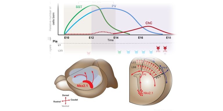 TrendsNeuro's tweet image. “Shedding Light on Chandelier Cell Development, Connectivity, and Contribution to Neural Disorders”

by Nicholas Gallo, Anirban Paul &amp;amp; Linda Van Aelst

@TrendsNeuro Review, now online

cell.com/trends/neurosc…

#interneurons #schizophrenia #ASD #epilepsy