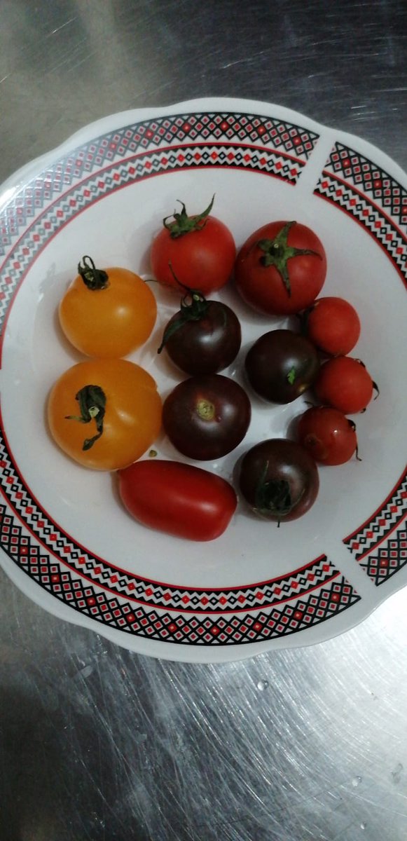 0901455b95de4e4's tweet photo. أن ترى خمسة أصناف مختلفة الشكل والنوع من الطماطم هذا ولكن أن تكون بين يديك فى طبق واحد هذا شئ أخر .
(أصناف عضوى وهجين من إنتاج مزارعنا) https://t.co/gytbu8XLeP