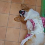 ツイートに含まれる画像