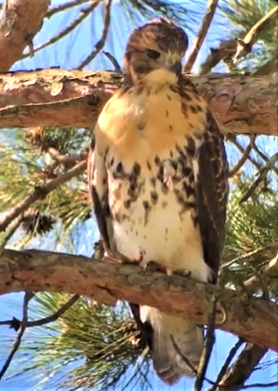 CornellHawks's tweet photo. 6/21  J3 in the Pines. 

All scaps of the J's in the Pines courtesy karels BOGette stream. https://t.co/uQKeSkWJYu
