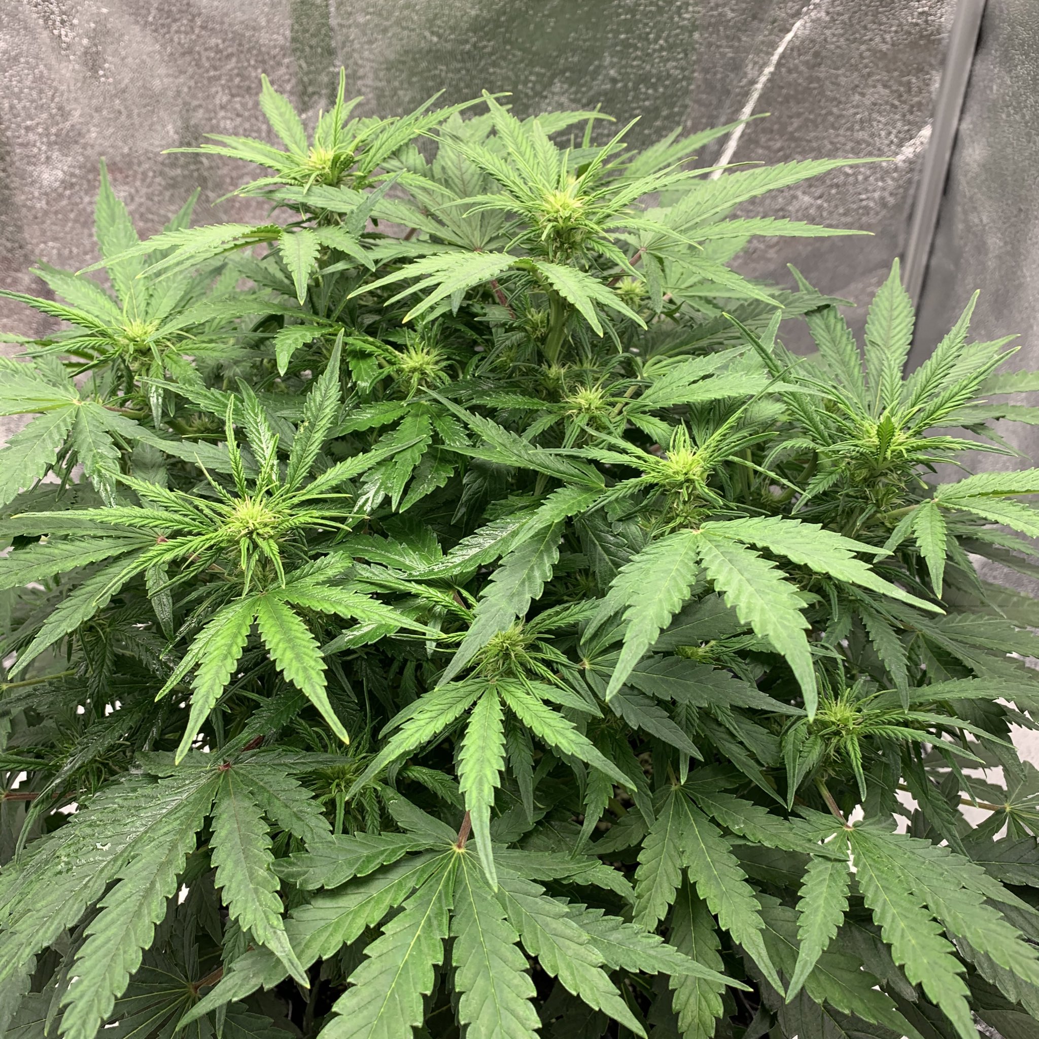 小張種大麻on Twitter 對照上一株同時期 沒有lst明顯地少了很多花 T Co V0scq46tjx Twitter