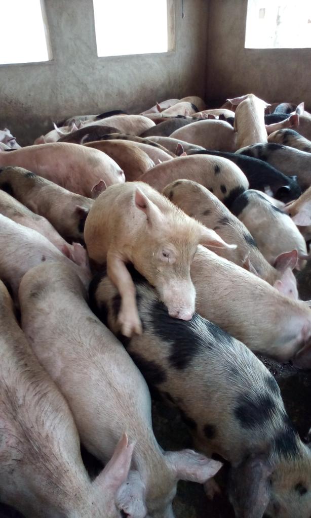 LanreSOFT's tweet photo. We are cautious with our quality. We undergo standard quality control from grains to genetics down to finished products.

We've got the capacity to supply 20 tonnes of live pigs monthly. 

Please patronise us for your pigs.
#FarmsInnova 

Help RT. https://t.co/X21QmkwZI2
