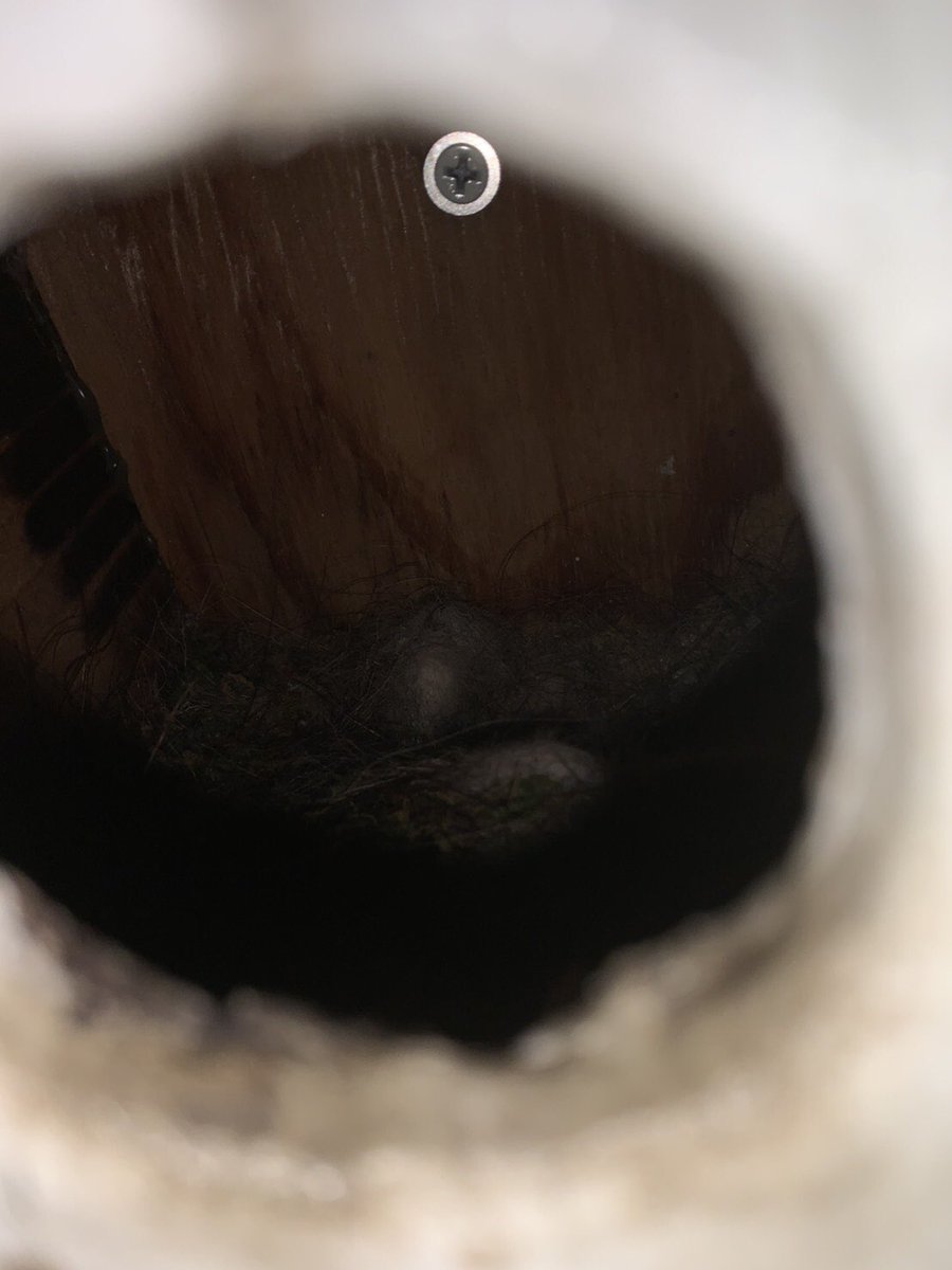 先週左、今日右。
実家のシジュウカラが無事巣立ったとのこと