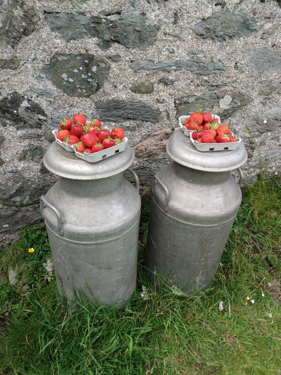 LlanfairPlas's tweet photo. Today is Operation #Mefus. Garden #strawberries #forsale £2/300g. Ideal for #afternoontea, topping a #VictoriaSponge or just as they come. DM & we will arrange collection direct with you #strawberry #plasllanfair #anglesey #angleseycoastalpath #growyourown #angleseyhour https://t.co/ooCciL9WLq