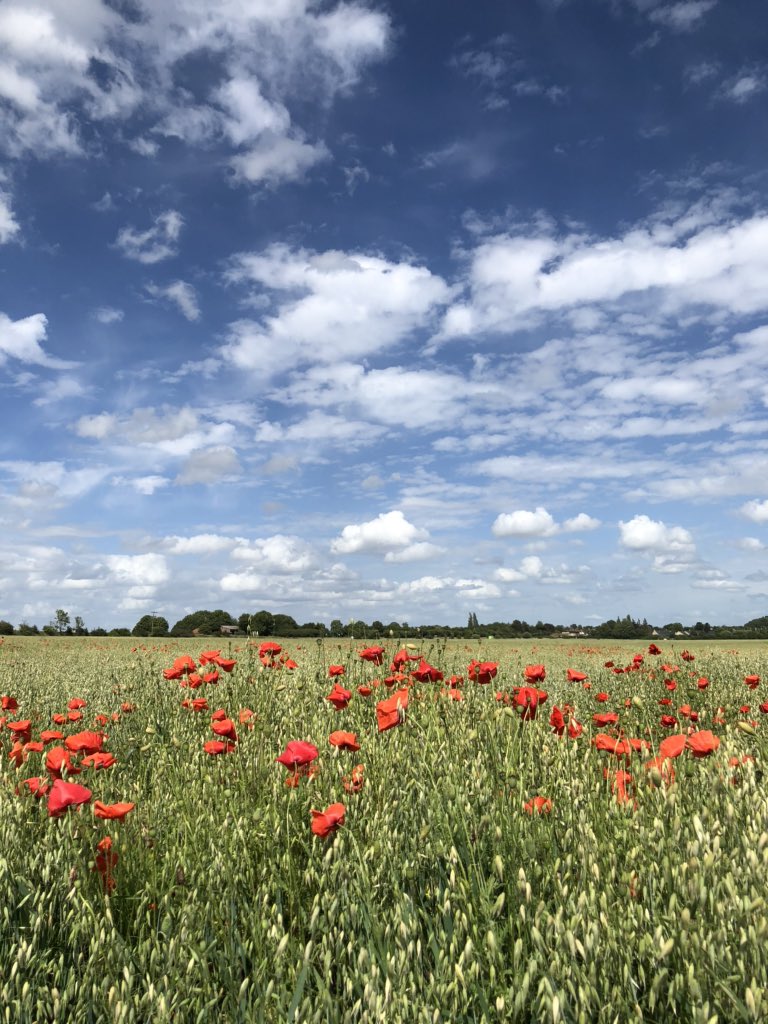 TimAgricensus's tweet photo. U.K. oats and poppies tussling in light winds. South Cambridgeshire, warm and dry conditions. https://t.co/hnxuwJ7EPQ