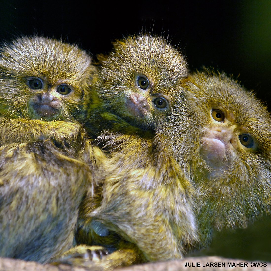 julie_l_larsen's tweet photo. #HAPPYFATHERSDAY Pygmy Marmosets @TheWCS @BronxZoo #Bronxzoo #WCSPhotoCollection #EarthStrong #Primate #AnimalBabies https://t.co/pBUmkspjaa