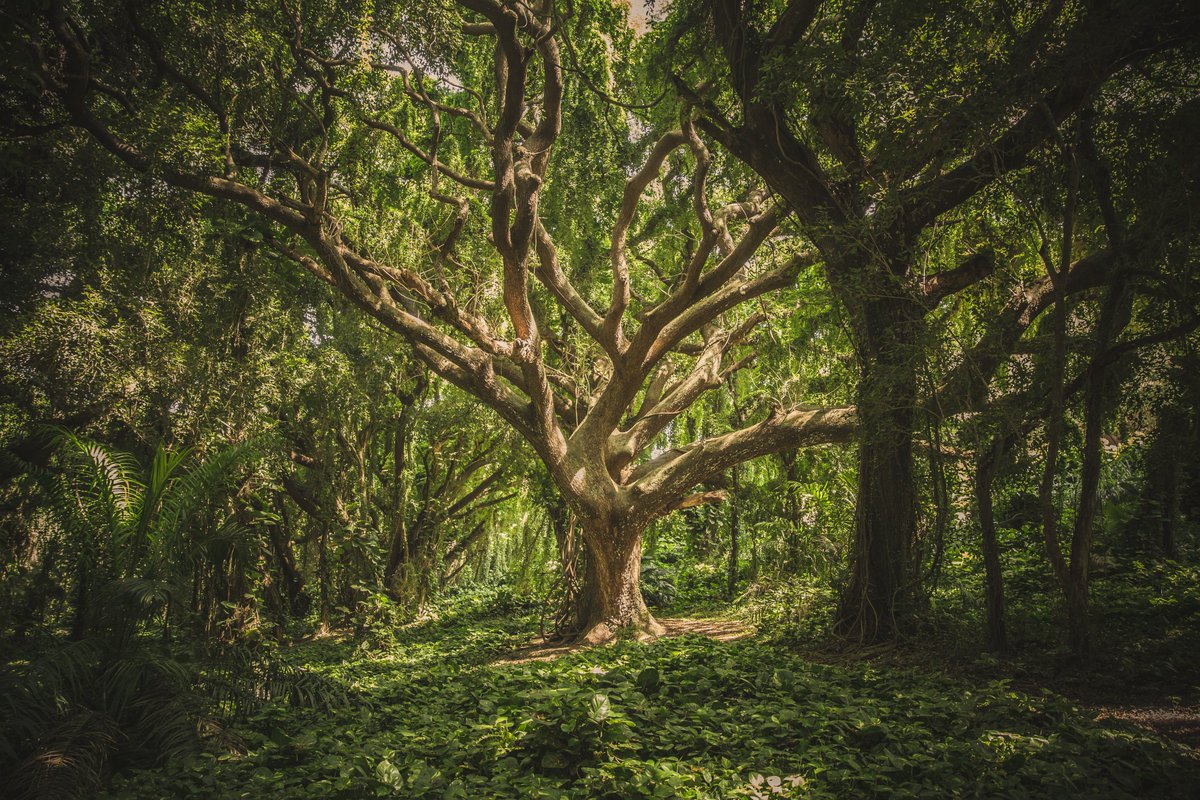 This was a little Sunday exploration into the social interaction of trees. All pictures via  https://unsplash.com/s/photos/forest&nbsp;