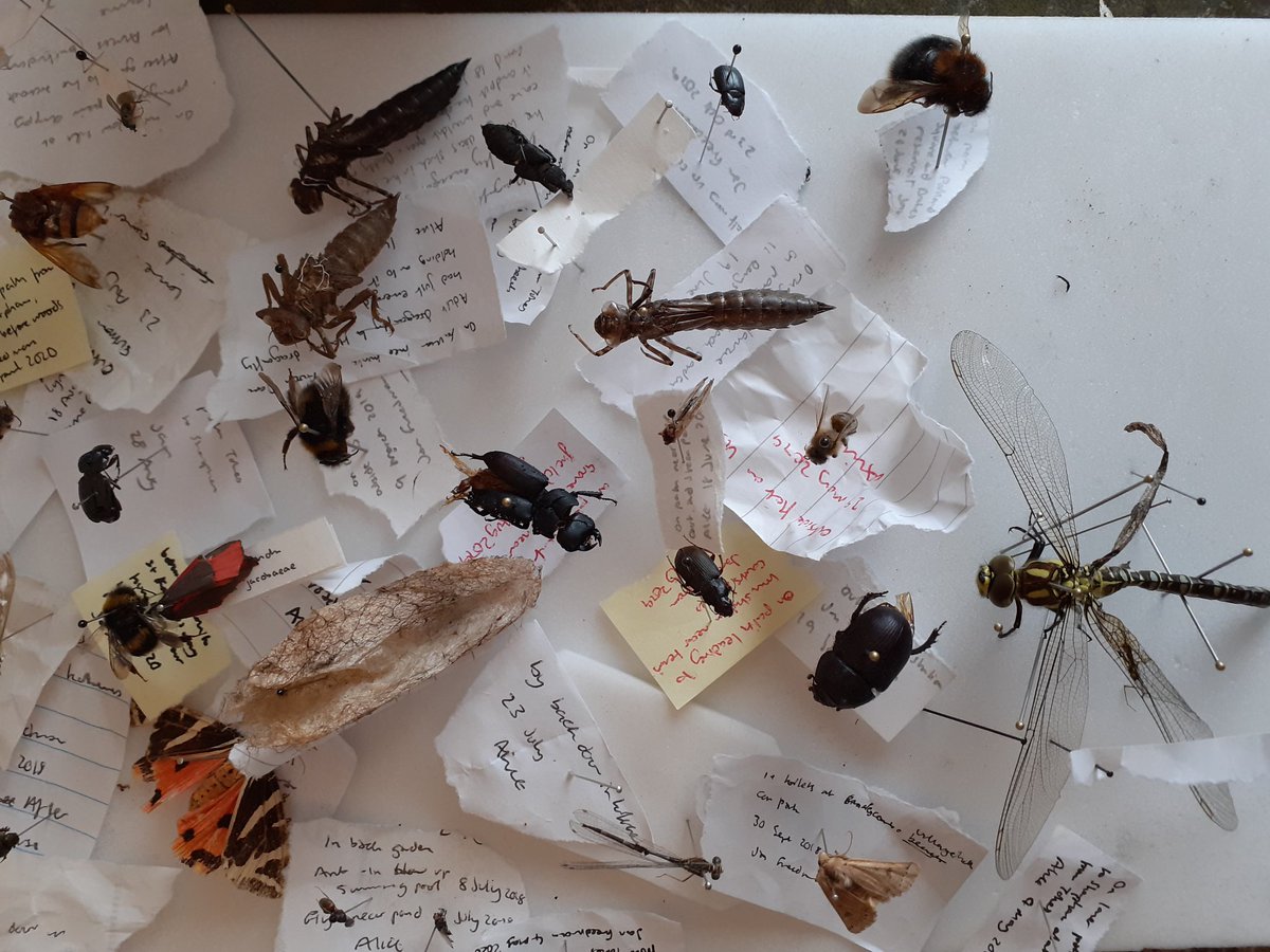 My little ones collect dead bugs they find when we are out on walks. They have a pretty impressive collection. These are a few I have to prep for their insect boxes.