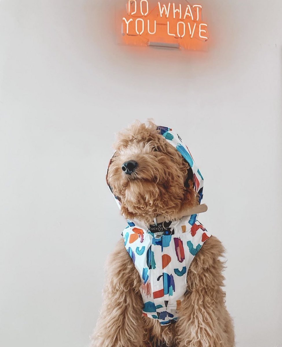 losdoodz's tweet photo. Lucy &amp; Co. does it again with this amazing #raincoat 💙 did we mention its reversible?! 

use code LCLOSDOODZ for 15% off your order at https://t.co/PIrShrfxzC  🌟

click the pic to see #riothegoldendoodle in his new stylish raincoat! https://t.co/uByOYivLHS