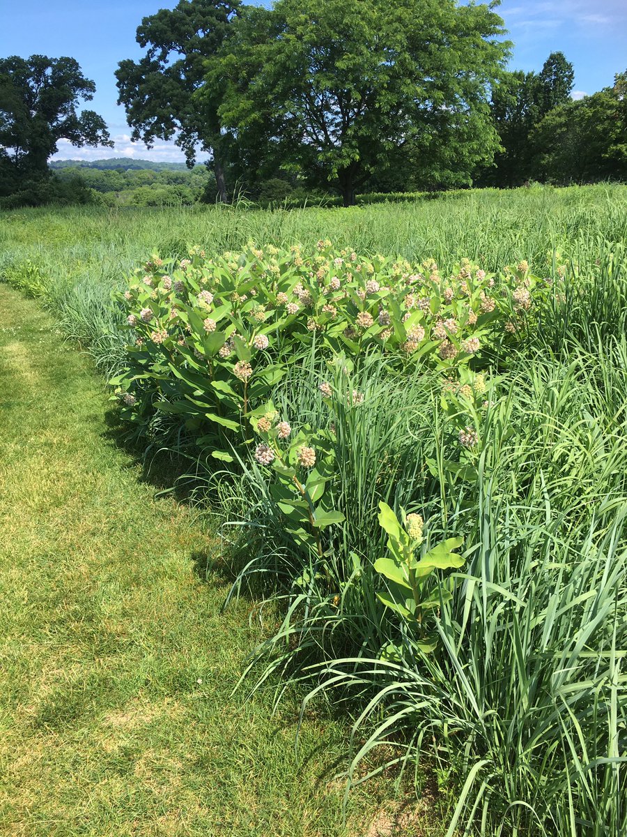 A patch of Milkweed in the right setting doesn’t look like a weed at all.