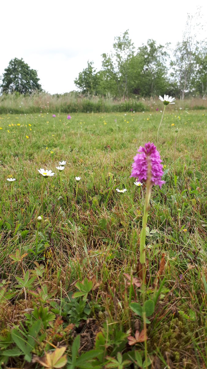Pyramidal orchid, Oxeye daisy and Bird's-foot trefoil. Moat of Ardscull, Kilmead, Co. Kildare #wildflowerhour