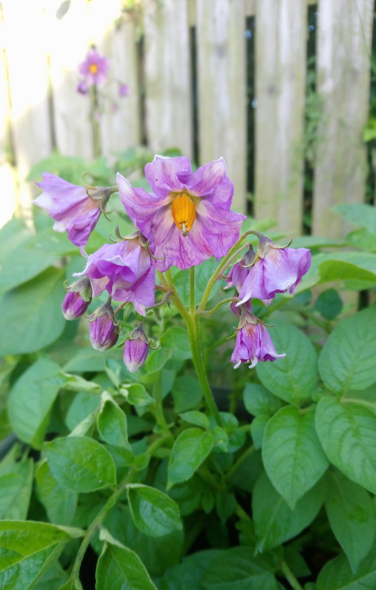 Anyone who thinks vegetable gardens are dull obviously hasn't spent enough time looking at potato #flowers. #gardening #Homegrown #organic 🥔  🌸