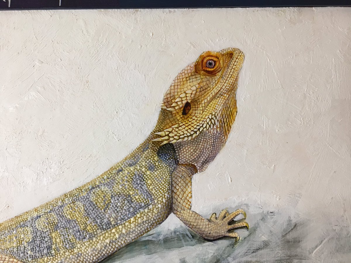 過去作品 19 7月 オーダー制作 フトアゴヒゲトカゲ 多加久 アートルゴッサ 両爬虫 のイラスト