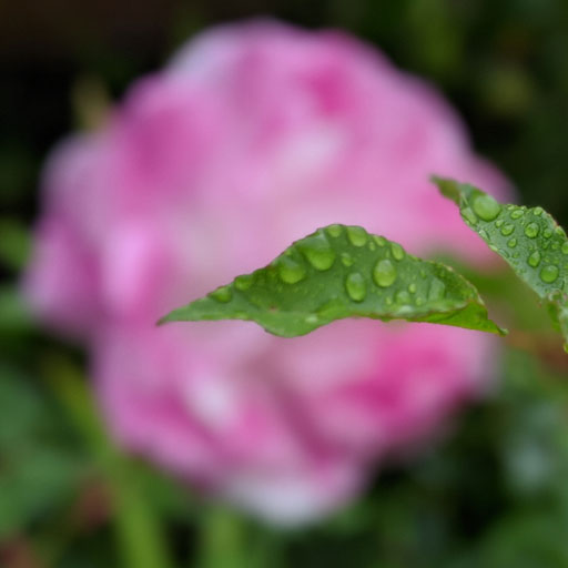 New relaxing soundscape in the Dreamear app - "Garden Showers". Birds sing and rain falls in this relaxing environment. Seamlessly looped for your meditative mind. 

Download and Listen here
travelear.page.link/Dreamear

#soundscape #meditation #meditativemind #relaxingsounds