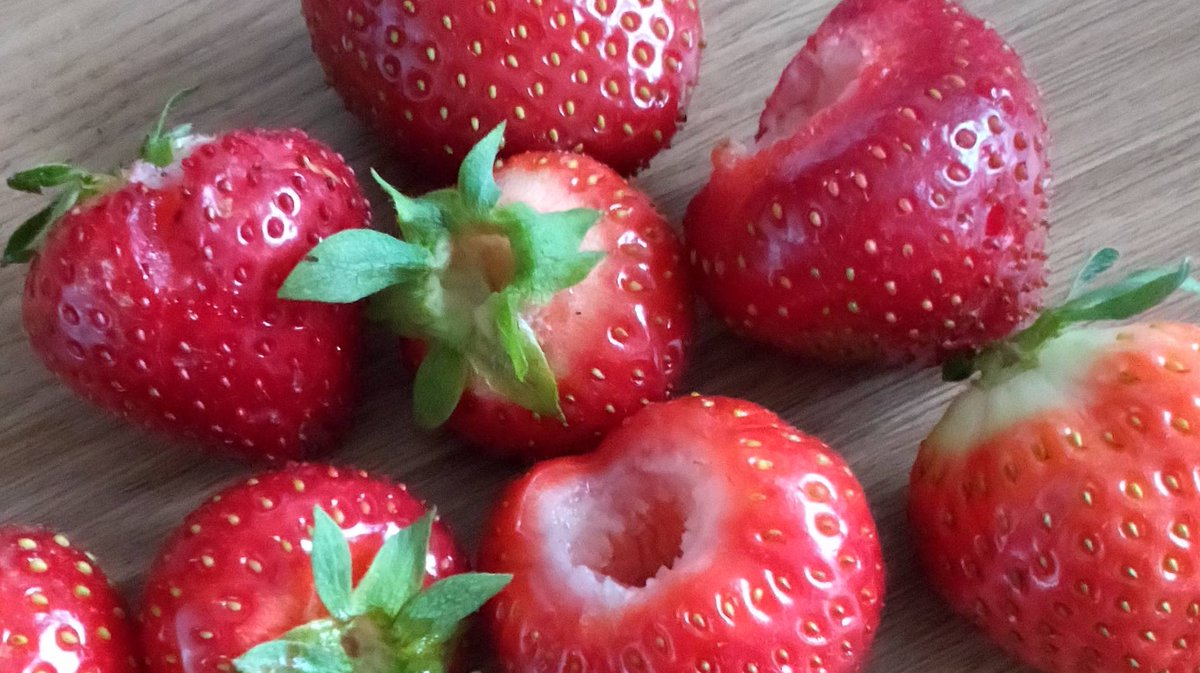 Eyebexeye's tweet photo. First pickings from the strawberry patch. Guess what's for supper tonight! #growyourown #allotment #ingleton #yorkshiredales #keepingactivepeopleactive https://t.co/qyXuSdOhYw