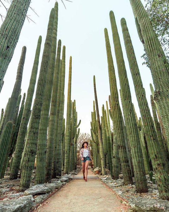 La naturaleza existe desde siempre🌳, nosotros somos los pasajeros.🎒 Y ya que estamos de paso, dejemos