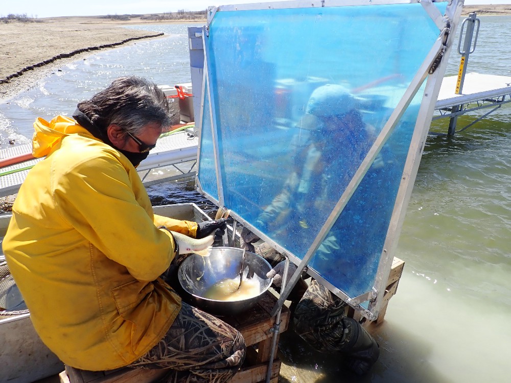 USFWSMtnPrairie's tweet photo. .@USFWSFisheries staff and partners rose to the challenge of caring for fish during a global pandemic. Check out how they have managed to safely carry out duties while providing the best care for fish: https://t.co/X8gEFwXmqo
📸: Spawning walleye in North Dakota by @USFWS https://t.co/XzyCBoemfU