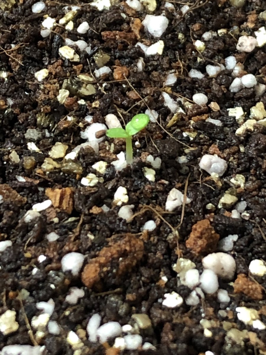 Ruan3D_'s tweet photo. Say hello to my first tobacco baby! ๐ฑ His name is Winston! ๐
#tobacco #growingtobacco #virginiagold #Tobaccoban #CigaretteBan https://t.co/abeauVxD0B