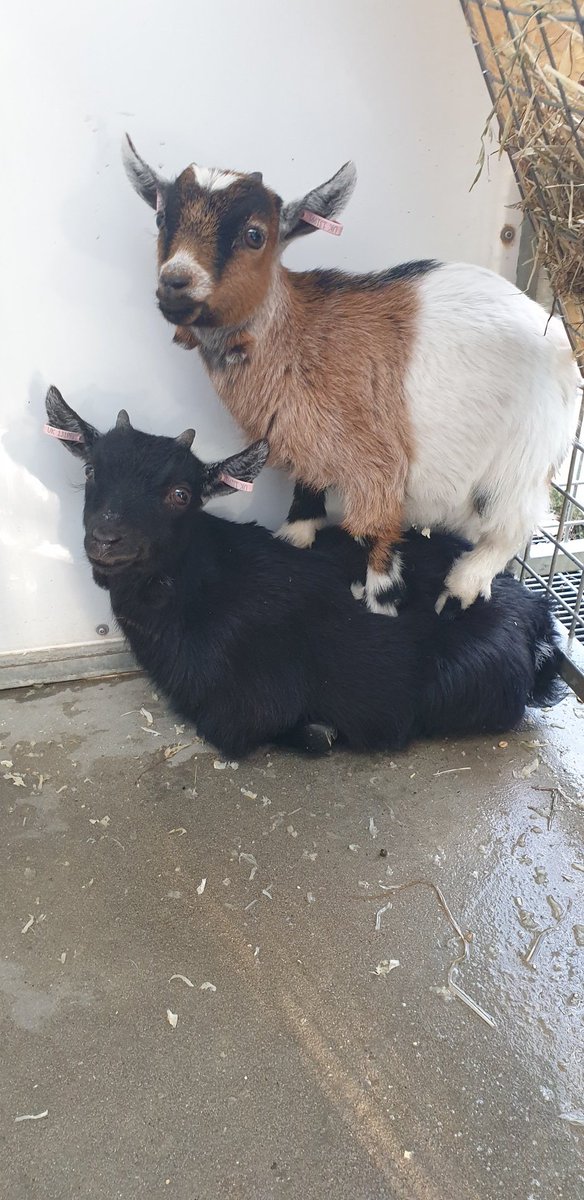 Hey tweeters hope you are all well. There are some new "kids" in town.