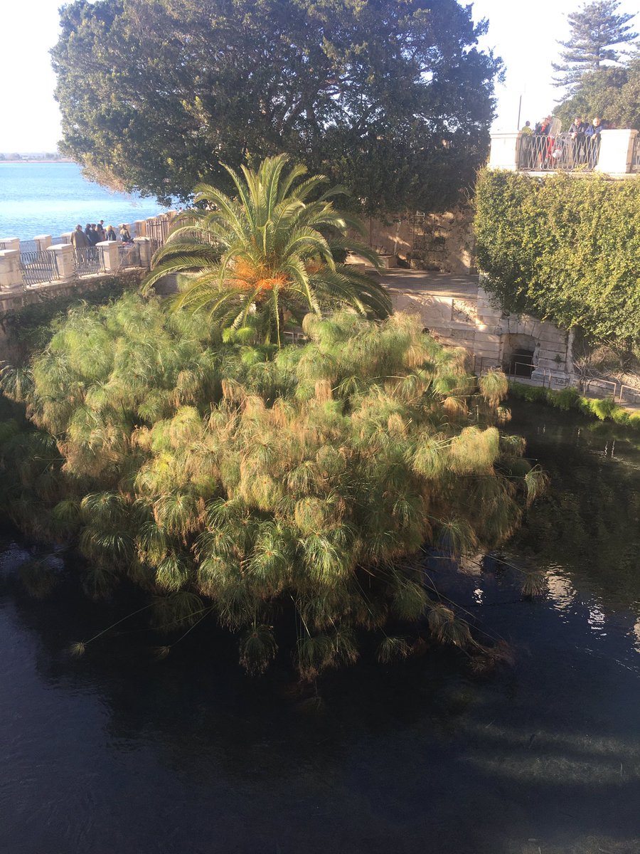 #Sicily : Siracusa, Ortigia ❤️
