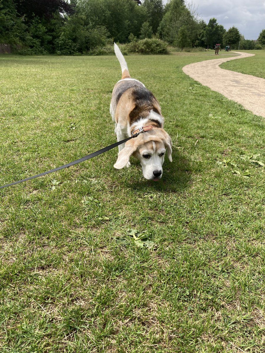 #Walkies in Gheluvelt Park this lunchtime... #Beagling