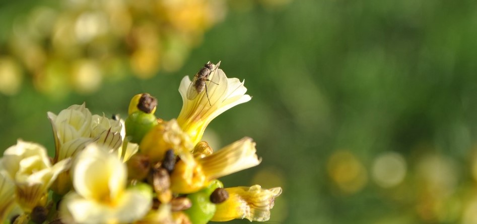 gardenorganicuk's tweet photo. Tomorrow marks the start of #nationalinsectweek. Get ready to join us all week for interesting facts, news stories, surveys, and projects to encourage beneficial insects into your growing space.   

#organic #insects #benificialbugs #insectsafari #wildlife #EntoAtHome #NIW2020 https://t.co/vnmbCC5M3L