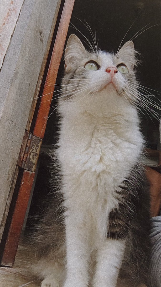 rosiesmina's tweet photo. classifique seu pet

raça: srd 
nome: luny
idade: 5 anos
beleza: 10/10
inteligência: 10/10
raiva: 10/10 
gosta de kids: ela só gosta dela mesma 
já mordeu algm: ela morde todos q deitam na cama se ela já estiver nela
apelido: peste, quenga https://t.co/nS1uxyhCCE