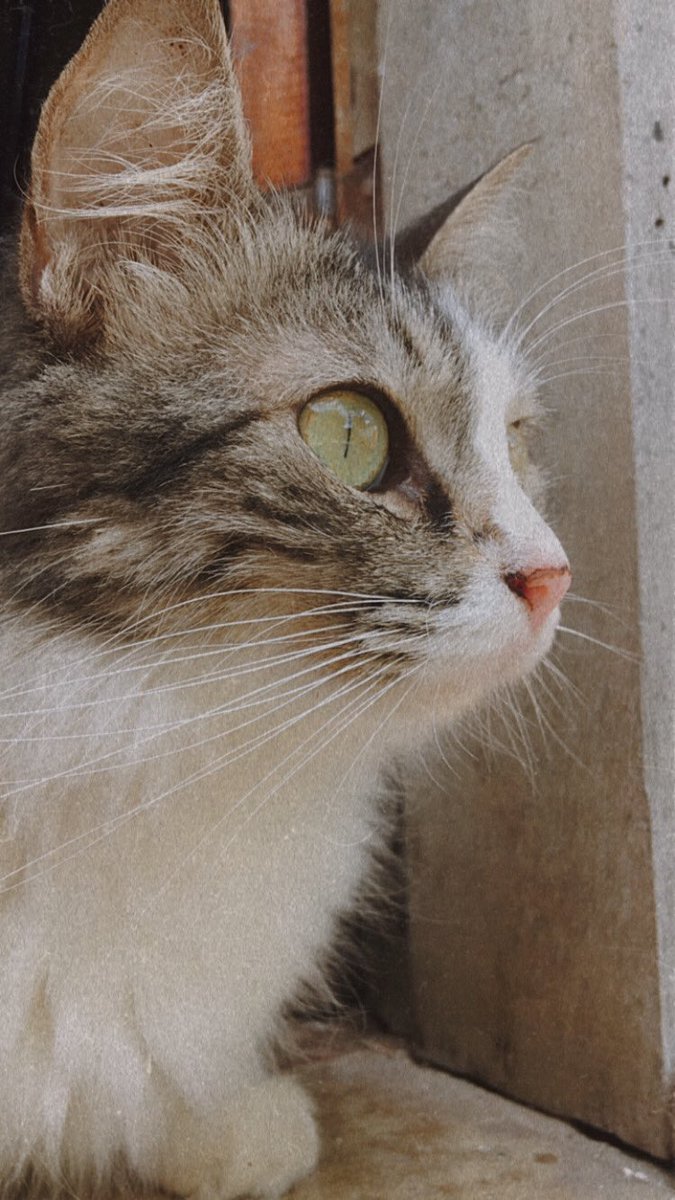 rosiesmina's tweet photo. classifique seu pet

raça: srd 
nome: luny
idade: 5 anos
beleza: 10/10
inteligência: 10/10
raiva: 10/10 
gosta de kids: ela só gosta dela mesma 
já mordeu algm: ela morde todos q deitam na cama se ela já estiver nela
apelido: peste, quenga https://t.co/nS1uxyhCCE