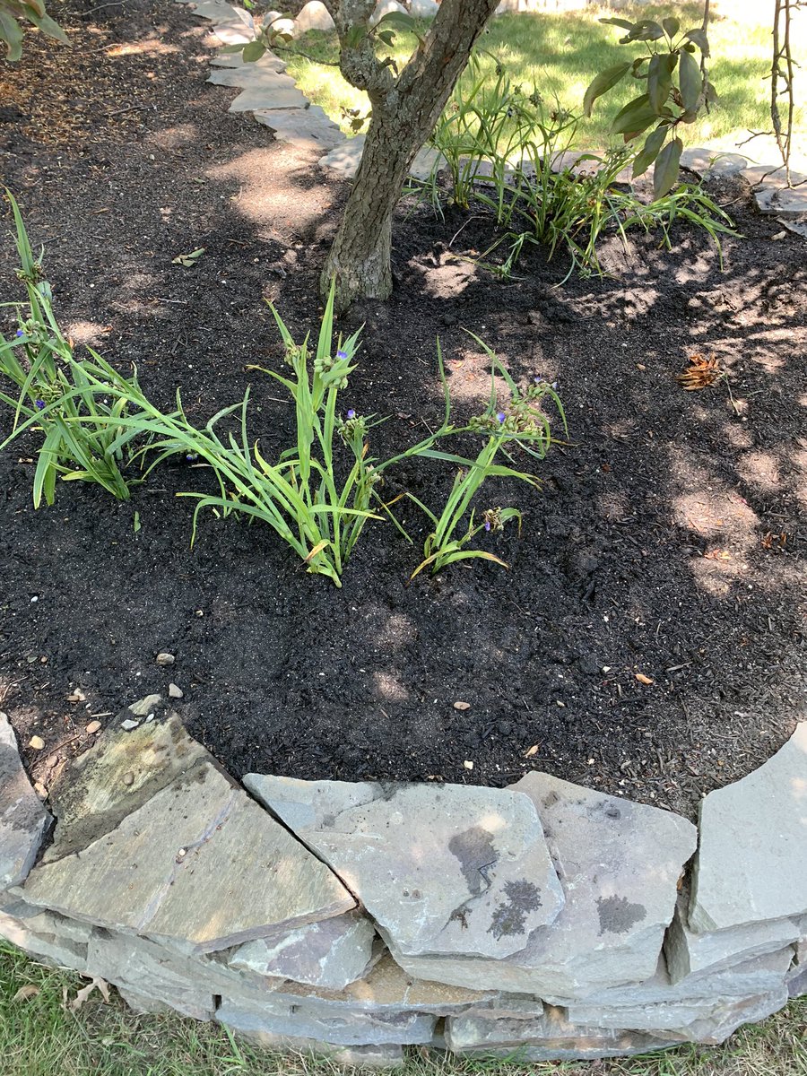 pK_solo1's tweet photo. Ok got some stuff in the ground. The geraniums should push up in front of and around these. Curious to see if they pop this year. Anyway enjoy the day and thanks for the love ๐๐๐ #garden #garden2020 #drystack #operationtransplant https://t.co/TQ3zItUnVR