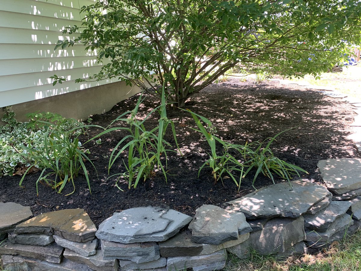 pK_solo1's tweet photo. Ok got some stuff in the ground. The geraniums should push up in front of and around these. Curious to see if they pop this year. Anyway enjoy the day and thanks for the love ๐๐๐ #garden #garden2020 #drystack #operationtransplant https://t.co/TQ3zItUnVR