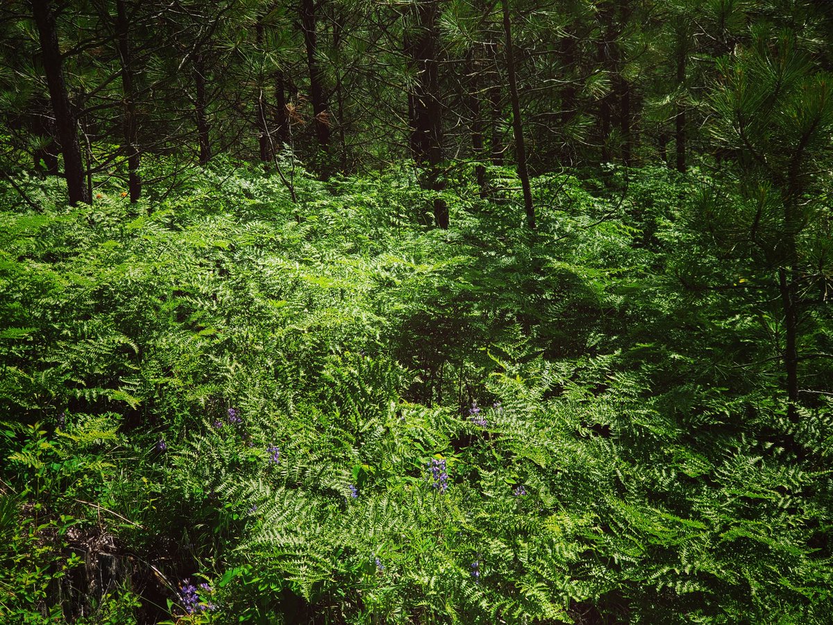 carmenpeone's tweet photo. Feather-like satin
Spupaleena's safe haven
Shades creepy-crawlers
#haiku #truetoheart #ferns #natureride https://t.co/KhYHAG44sB