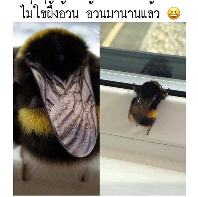 KaoWasinee's tweet photo. ฉันไม่ได้ผึ้งอ้วน ฉันอ้วนมานานแล้ว55555
#ฉันจะผอม #ผอมได้ไม่ต้องอด https://t.co/JDSp3X4uUb