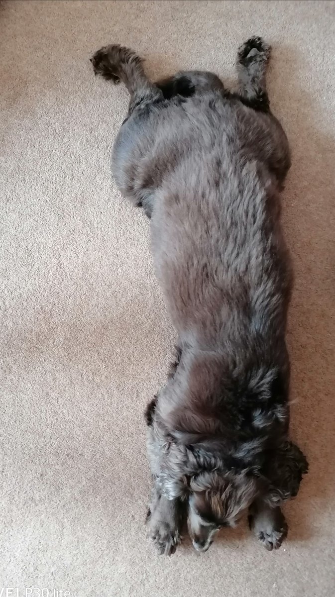 WendySm54126618's tweet image. @VictoriaPrimSch #vpshel no matter how hard J tried today he couldn&apos;t bring Kali up 😂😂😂