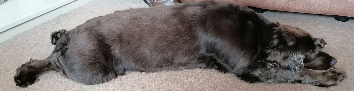 WendySm54126618's tweet image. @VictoriaPrimSch #vpshel no matter how hard J tried today he couldn&apos;t bring Kali up 😂😂😂