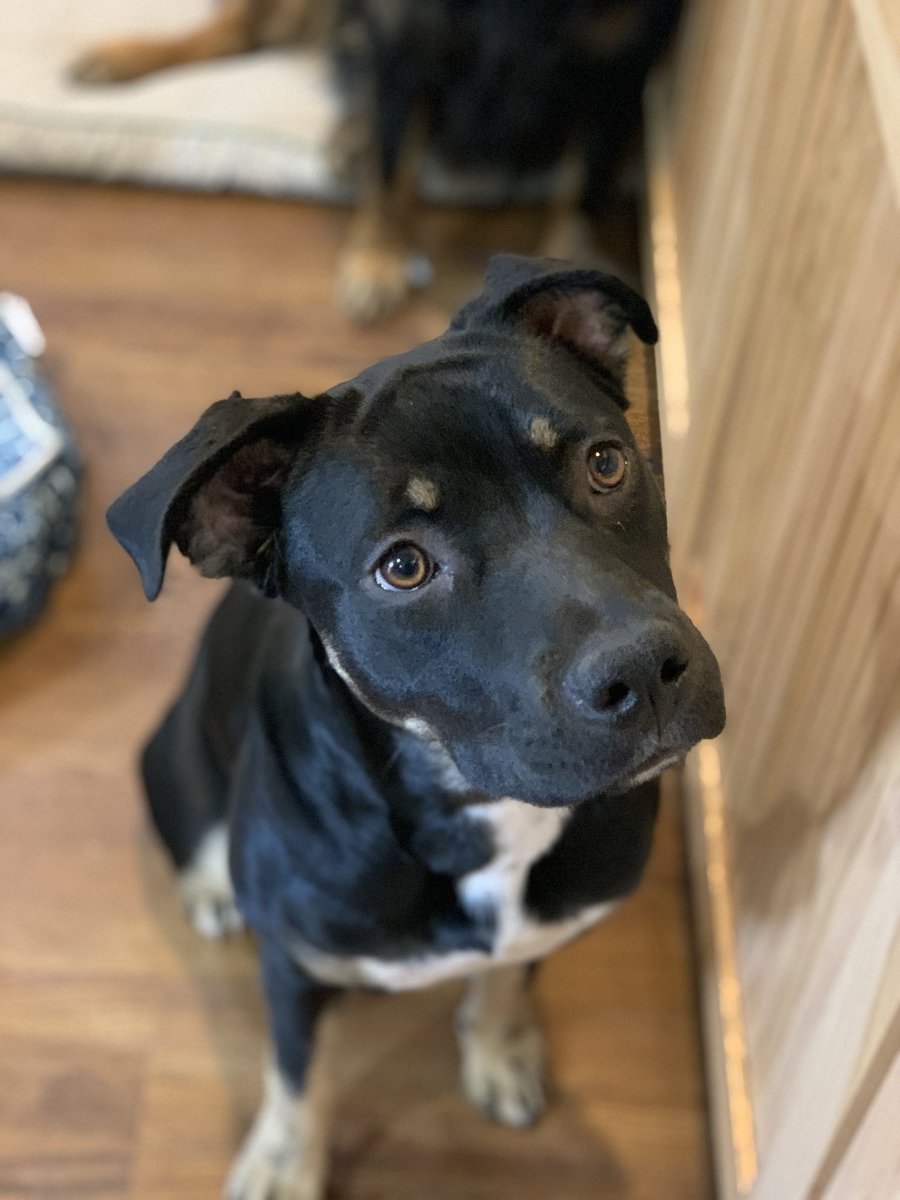 adonsports's tweet photo. New foster...We are in trouble! Sweet and playful and extremely loving! #meetcoco #AdoptDontShop #cawsdog https://t.co/2YT194IkPG