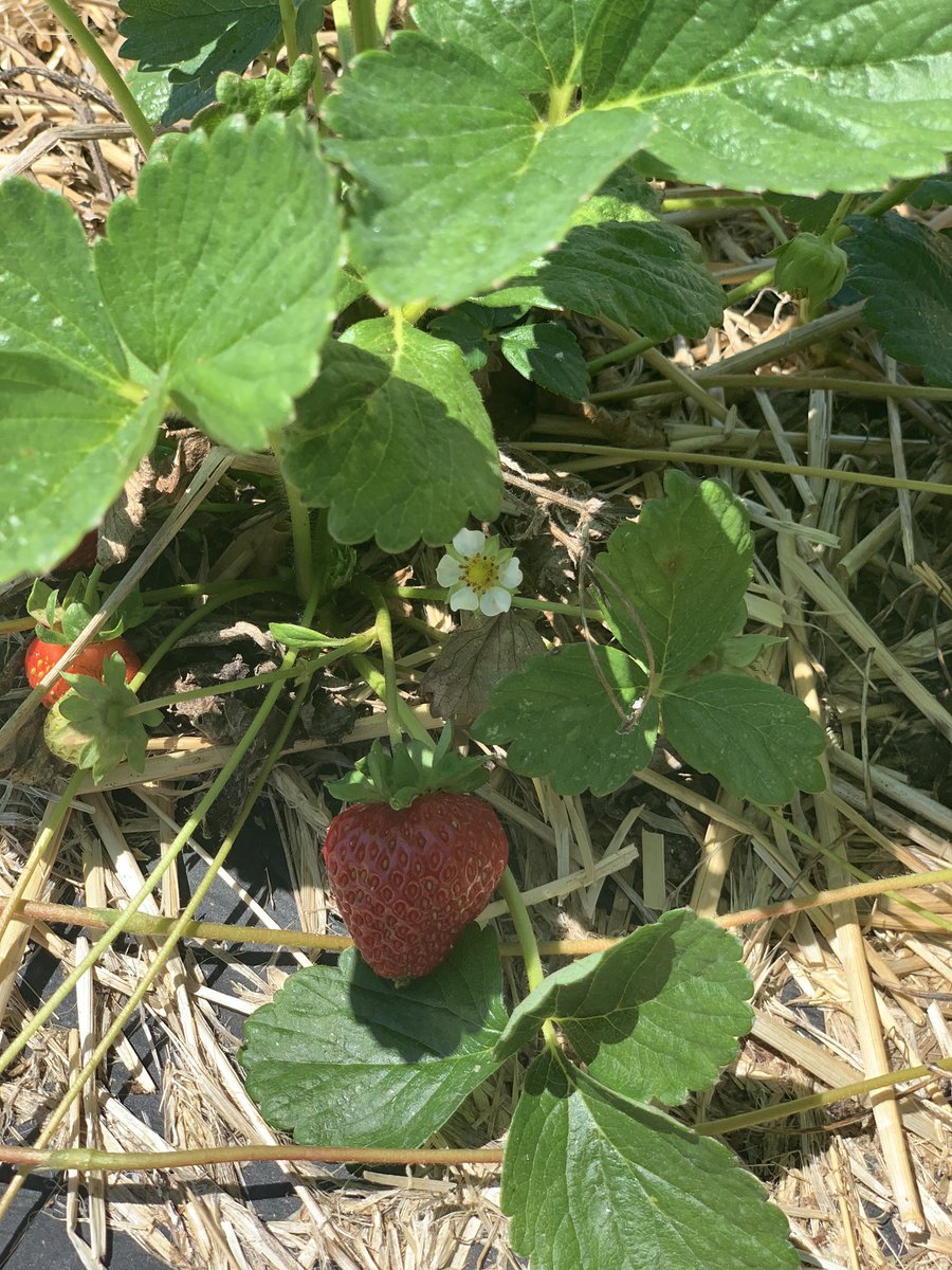 DiscoverUpNY's tweet photo. Happy Summer ☀️ #Discvoerup enjoyed a fresh & fruity time at @SamascottOrch 🍓🍓🍓#pickyourown #farmfresh #buylocal #discoverup #inseason https://t.co/kkfU02g0cm