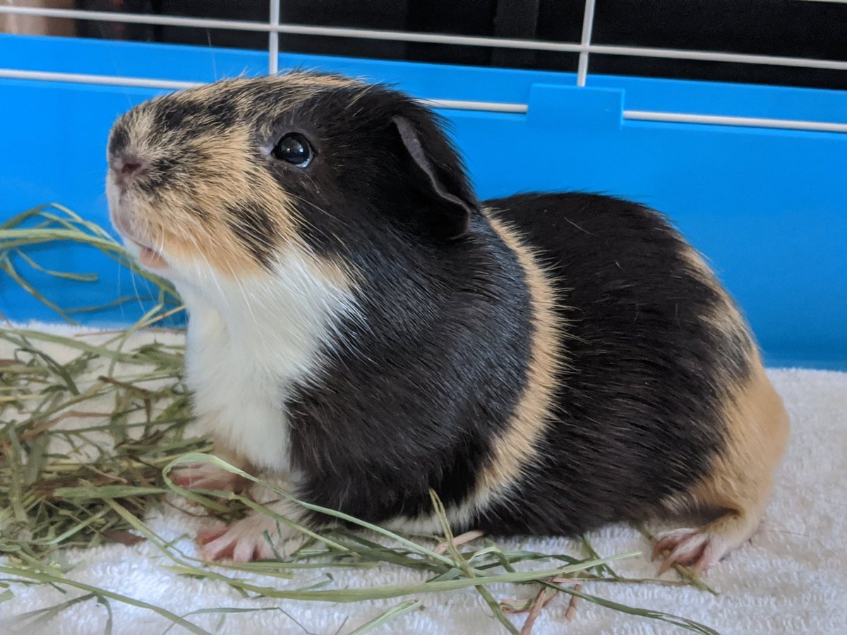 rego_arego896's tweet photo. Some more piggy pics. They were only in these tiny cages temporarily while everything dried from cleaning their regular cage. Luckily everything is clean now! Hopefully after treatment and cleaning we are lice free 🤞 #guineapig #guineapigs #pets https://t.co/iRmX9KRqoK