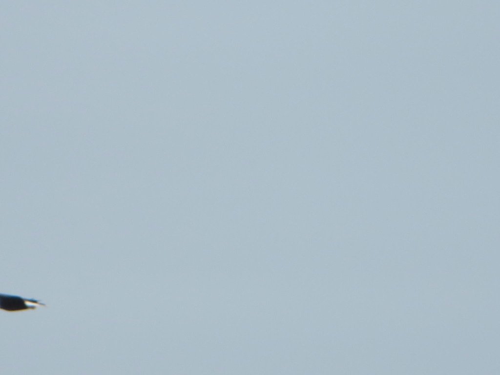 TheIneptBirder's tweet photo. โOnly 6200โโฆalso the number of #worstbirdpicโs in my photo library. #Only6200 https://t.co/6oGjh2sxSr