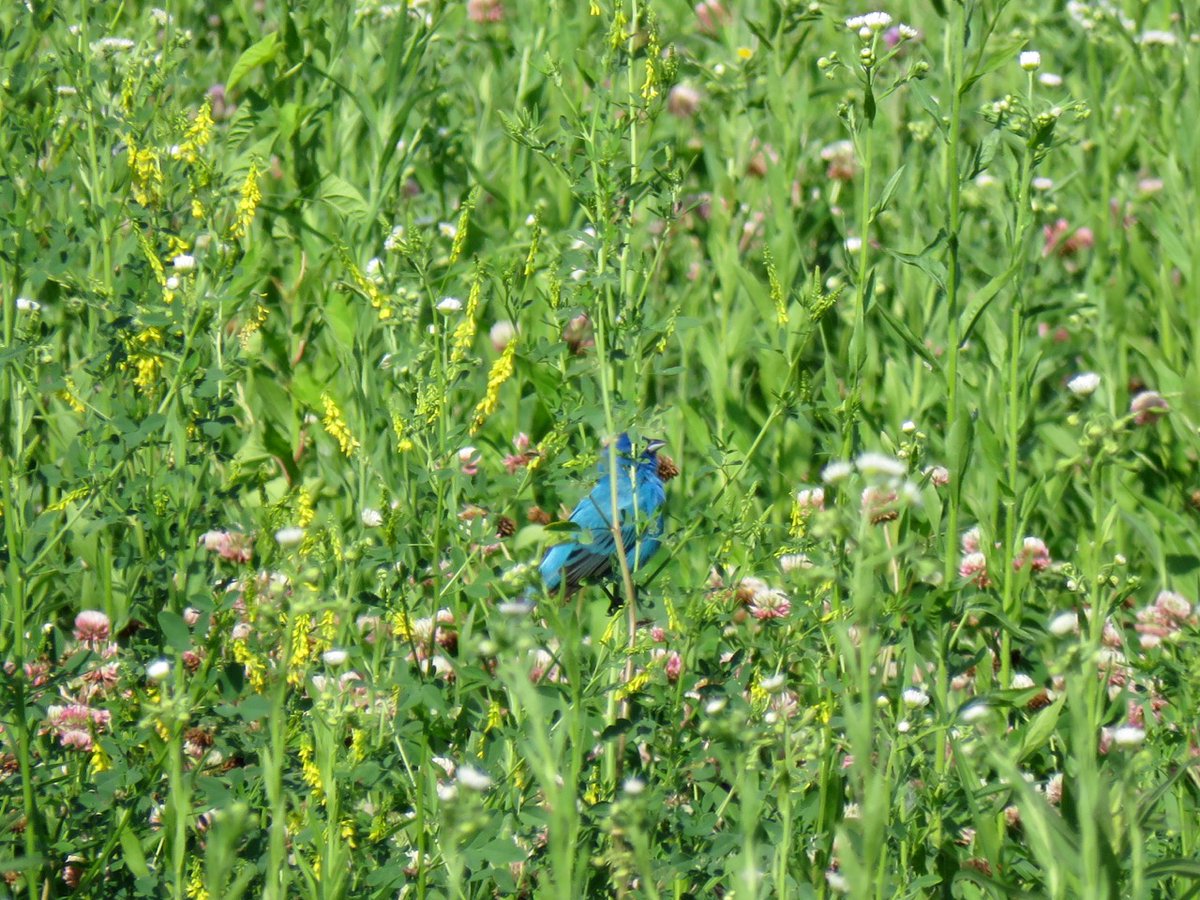 TheIneptBirder's tweet photo. โOnly 6200โโฆalso the number of #worstbirdpicโs in my photo library. #Only6200 https://t.co/6oGjh2sxSr