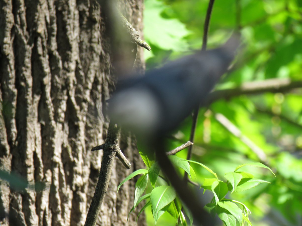 TheIneptBirder's tweet photo. โOnly 6200โโฆalso the number of #worstbirdpicโs in my photo library. #Only6200 https://t.co/6oGjh2sxSr
