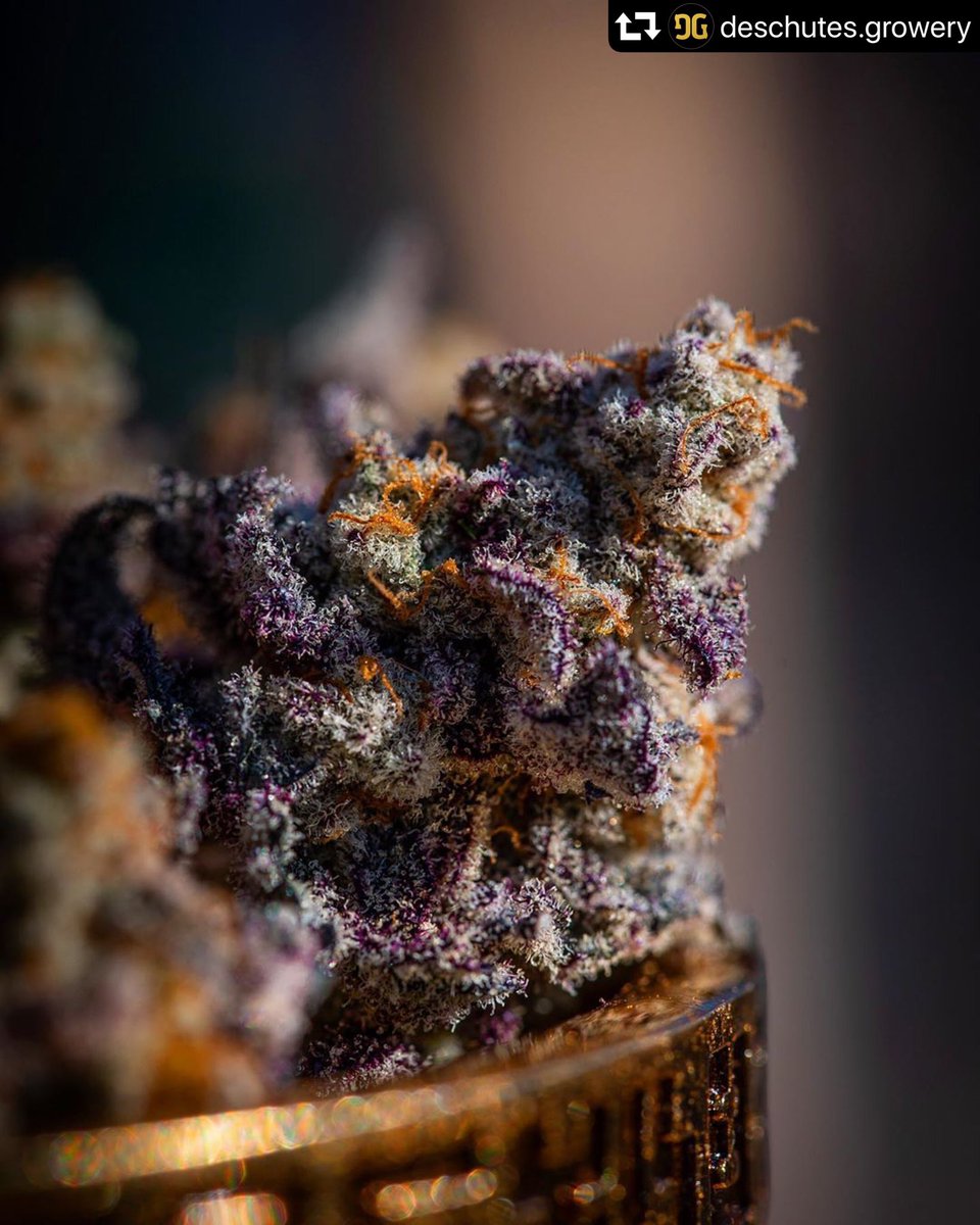 WeedGolD tweet media