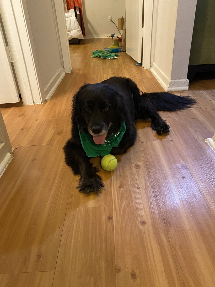 _life_of_Ky's tweet photo. Mom and I found a ball on our walk TWO times this week!!! #lucky https://t.co/80TJ49GWgU